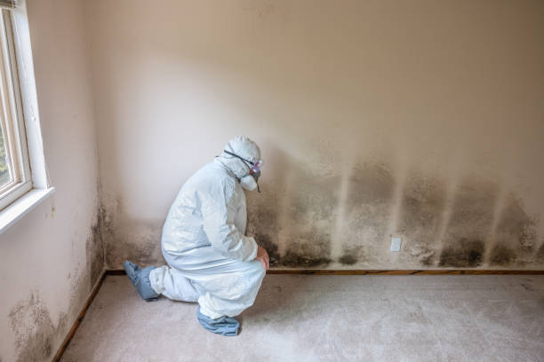 Trusted Dodgeville, WI Mold Inspection, Removal & Remediation Experts